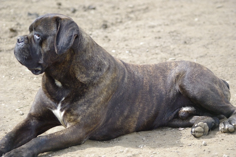 Publication : du Gilwesk Auteur : caroline godon /weska laurent