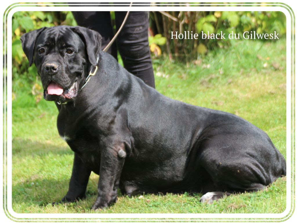 Hollie black du Gilwesk