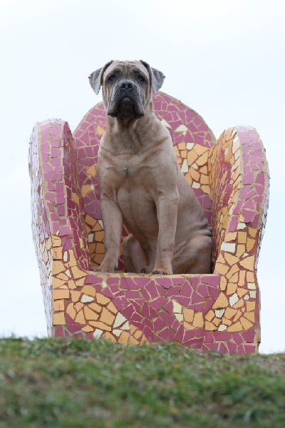CH. Terence Del rosso malpelo