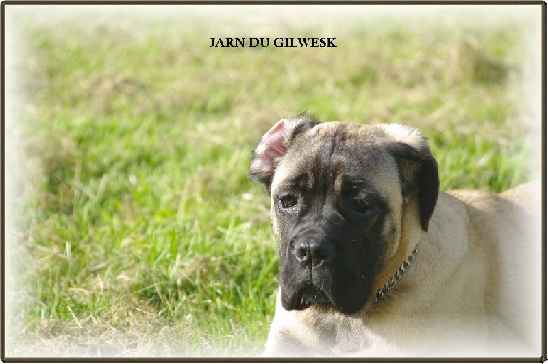 Jarn du Gilwesk