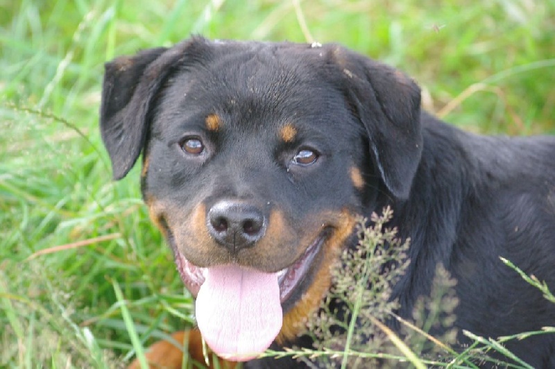 Publication : du Gilwesk