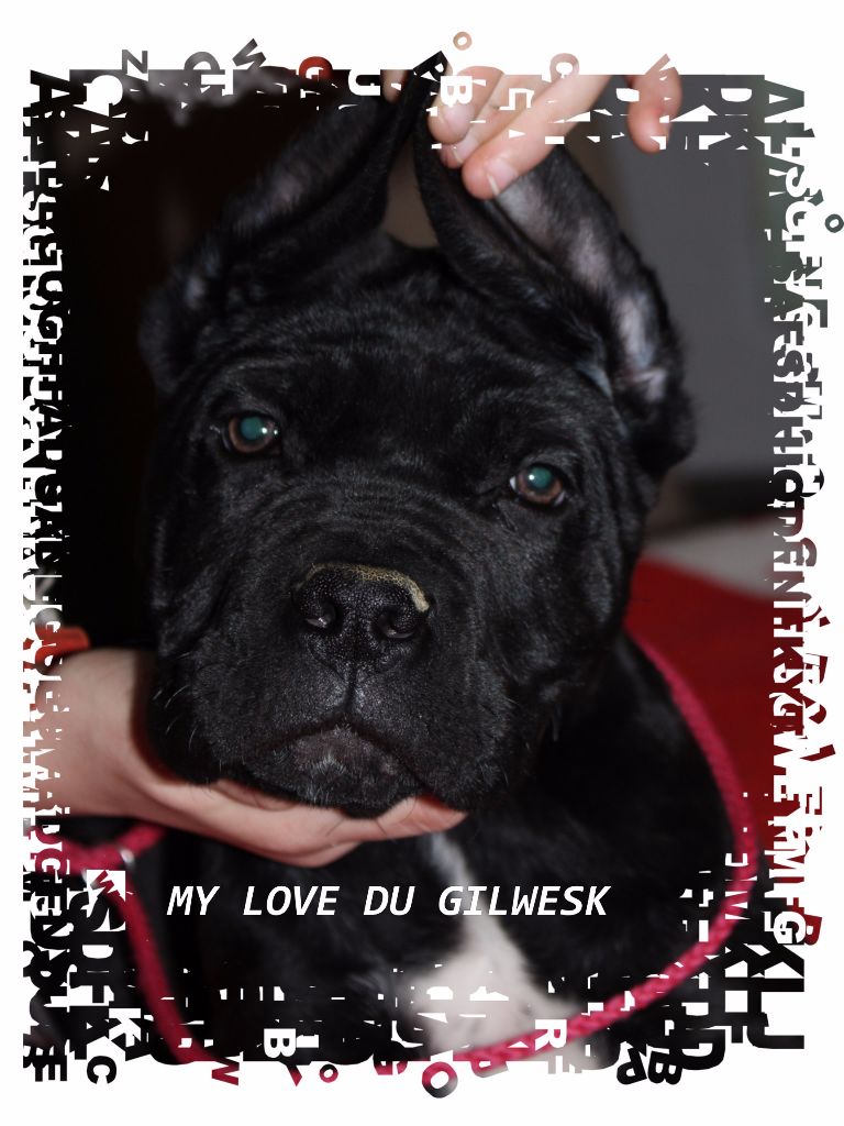 My love du Gilwesk