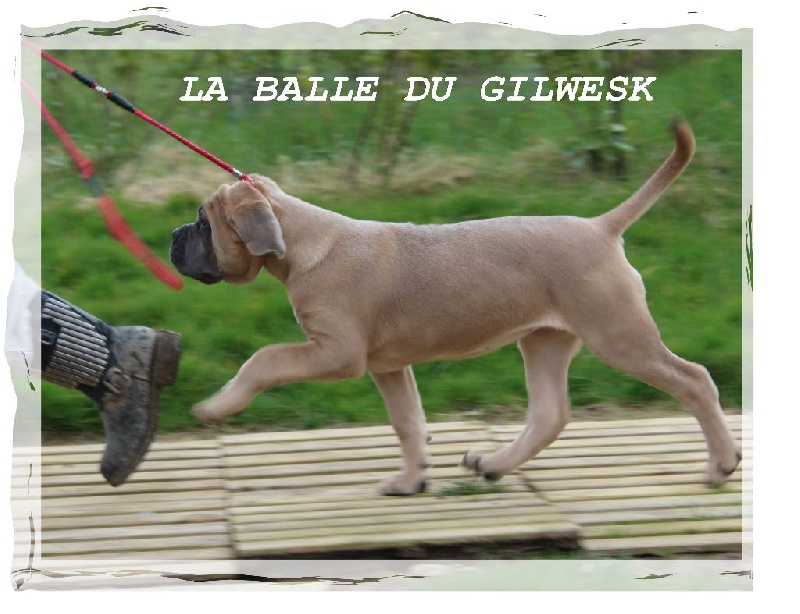 La balle du Gilwesk