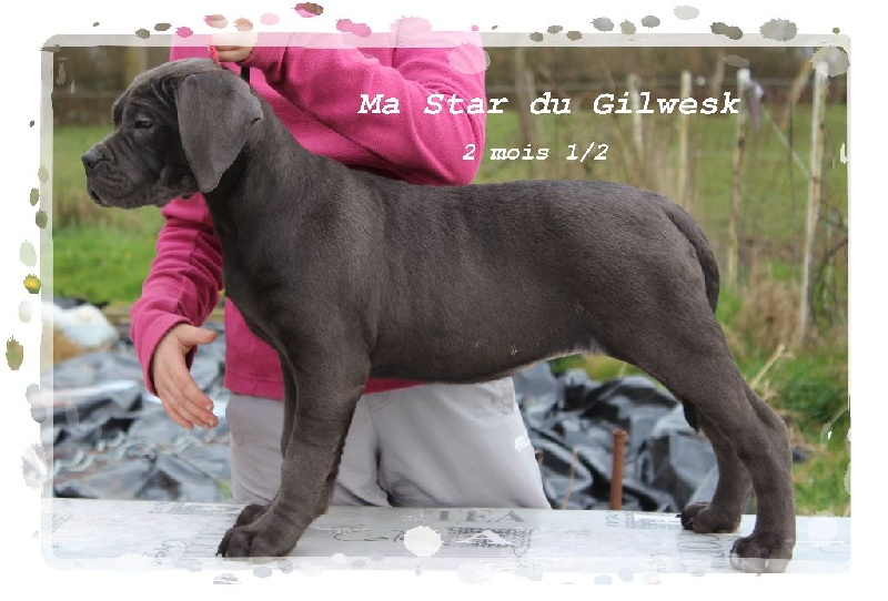 Ma star du Gilwesk