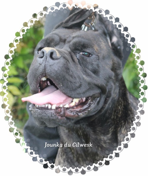 Jounka du Gilwesk