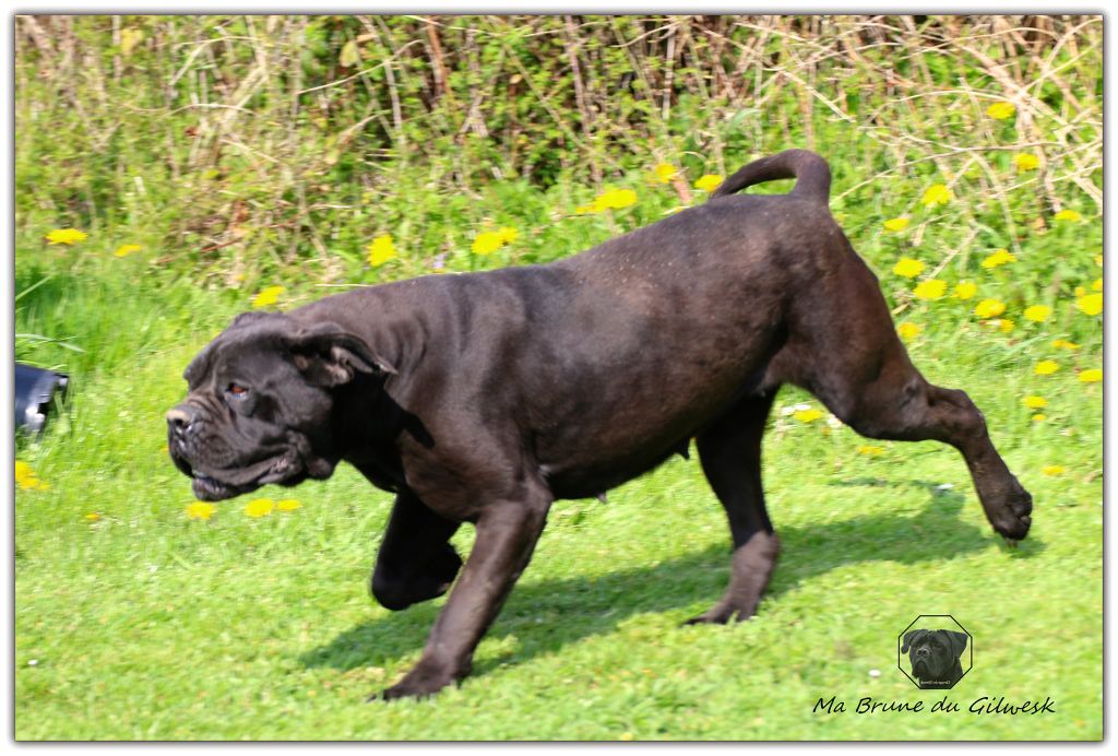 Publication : du Gilwesk