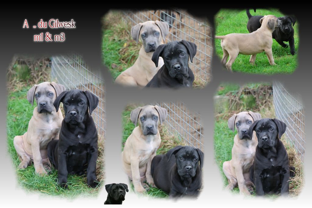 Chiot Cane Corso