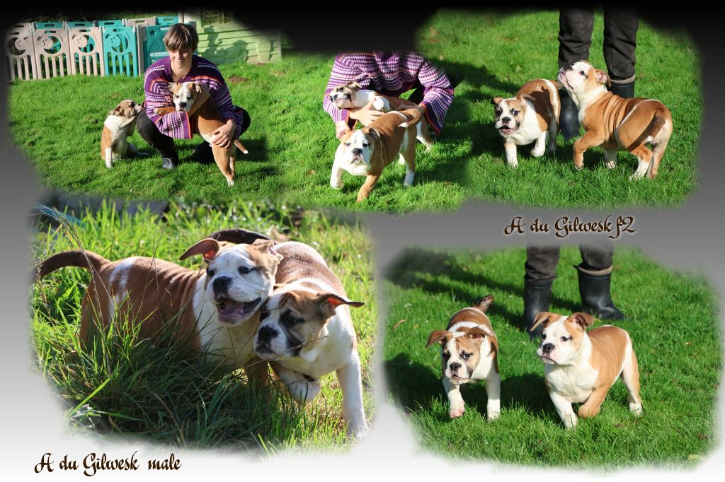 Bulldog continental - du Gilwesk