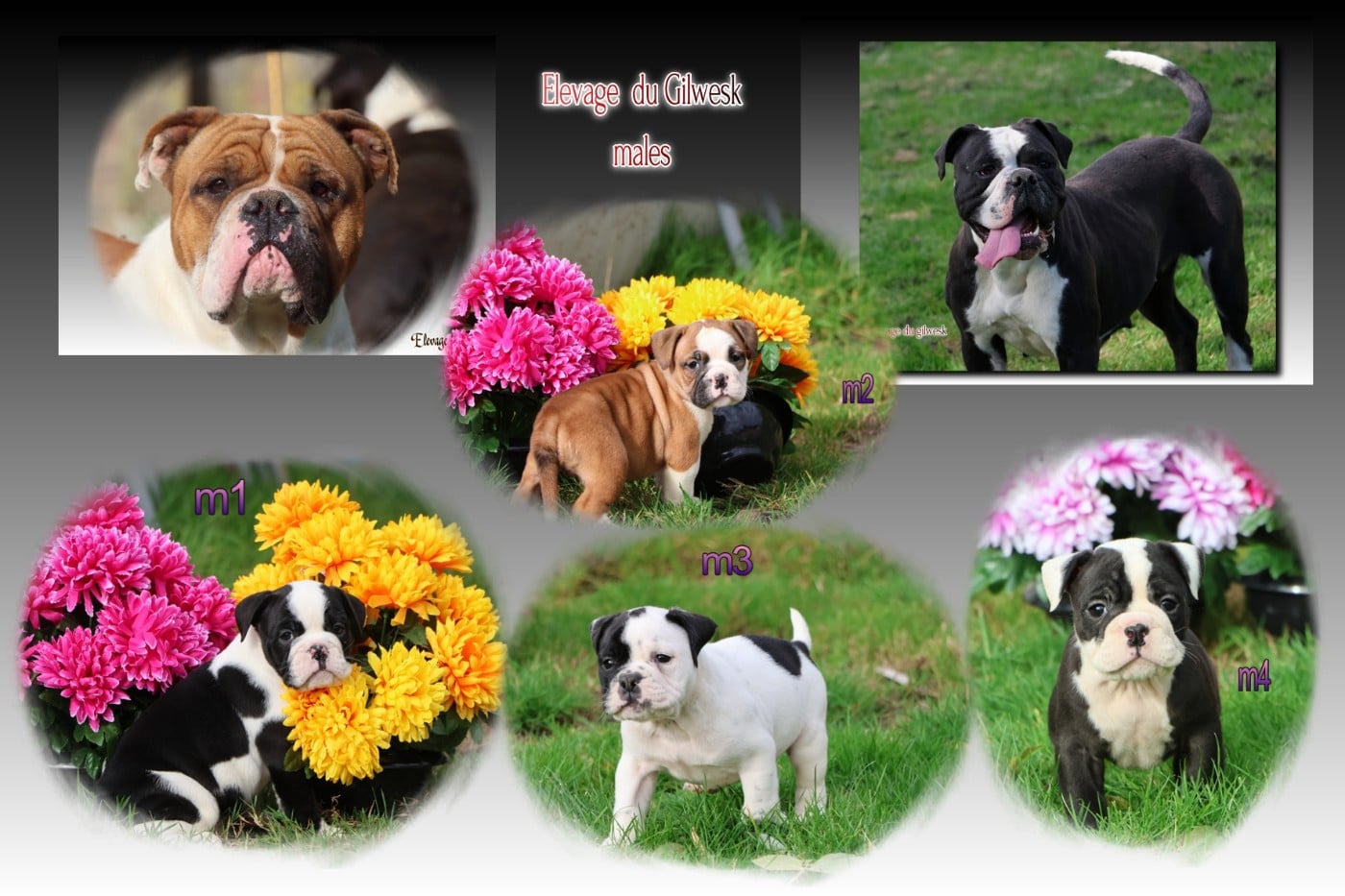 Chiot Bulldog continental