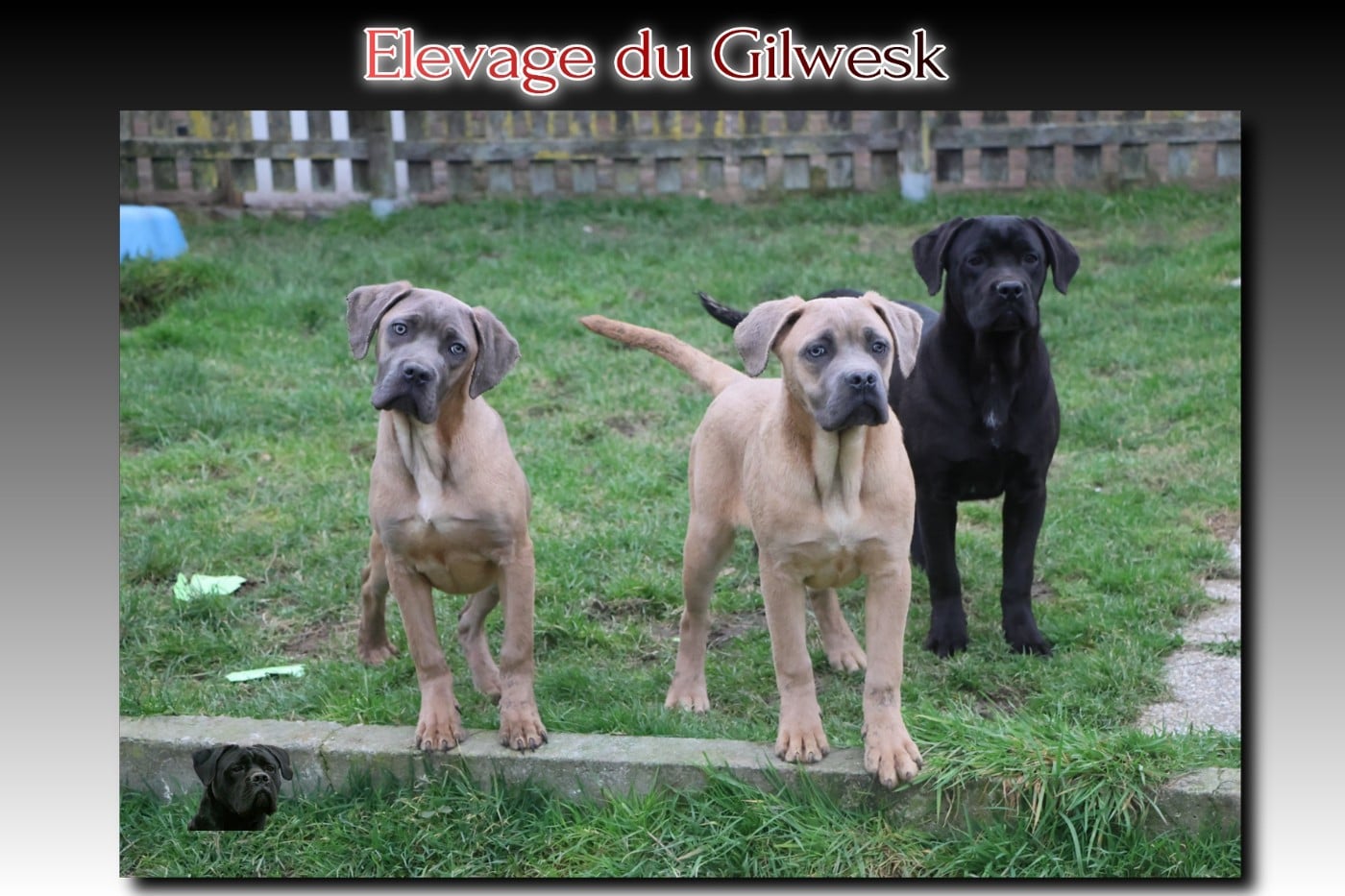 Cane Corso - du Gilwesk