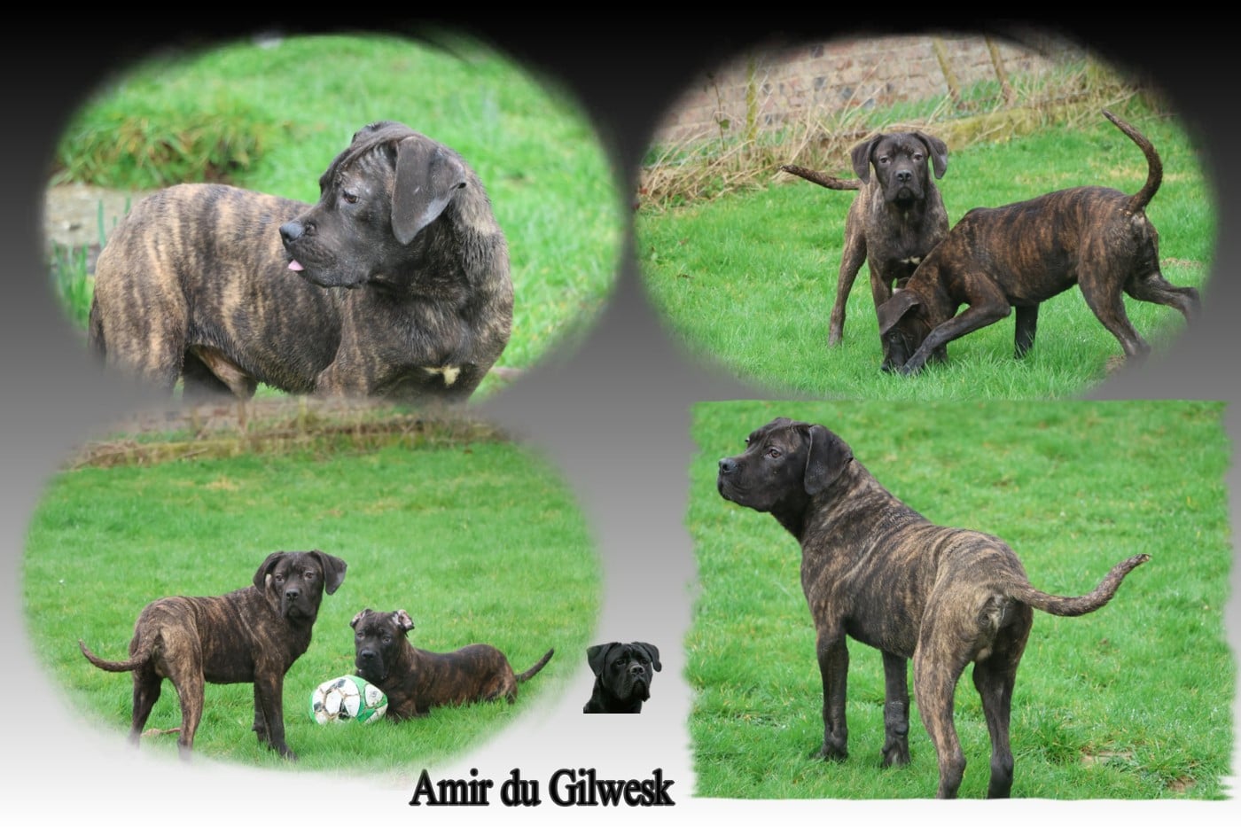 Cane Corso - du Gilwesk