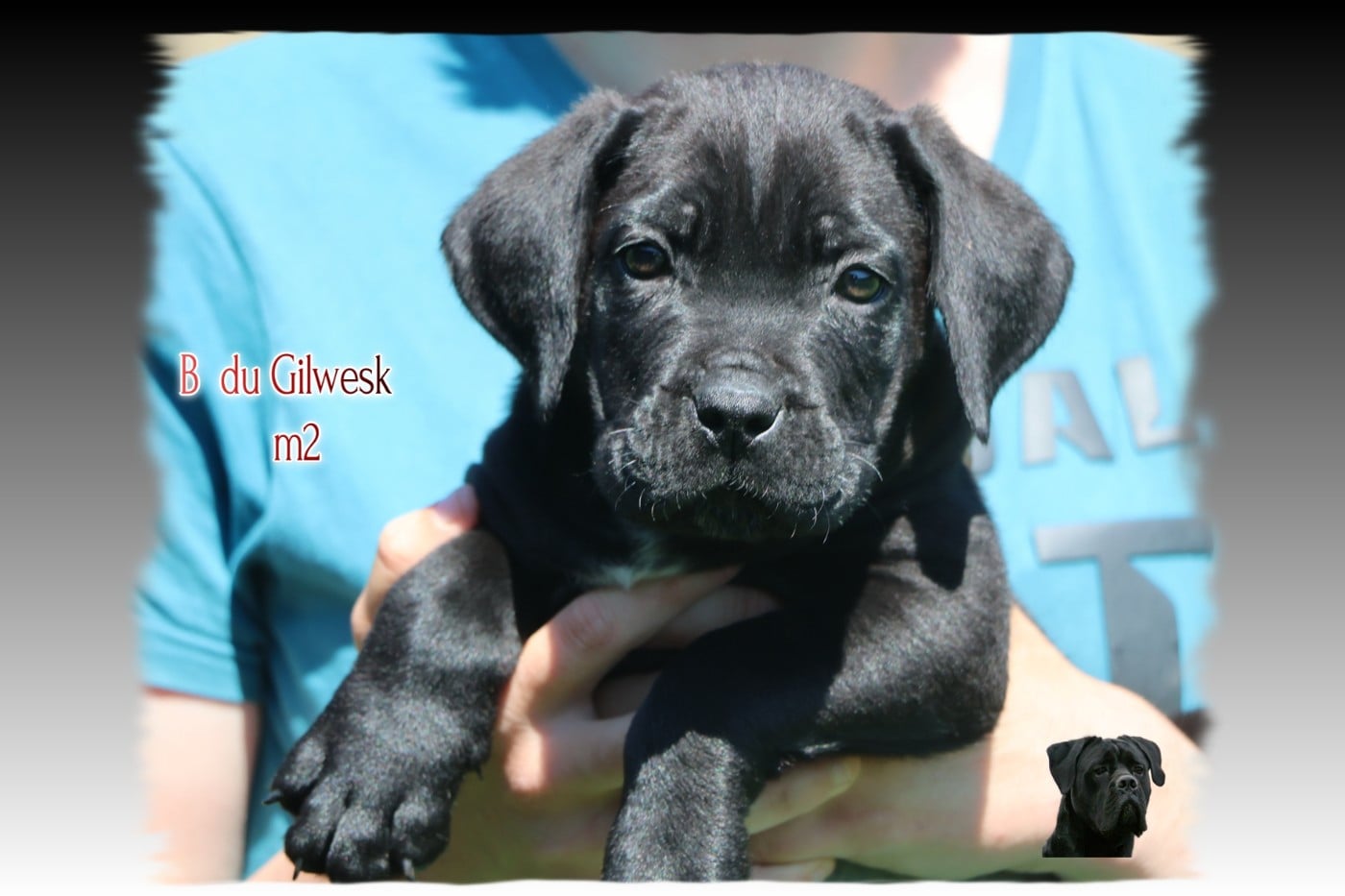 Cane Corso - du Gilwesk
