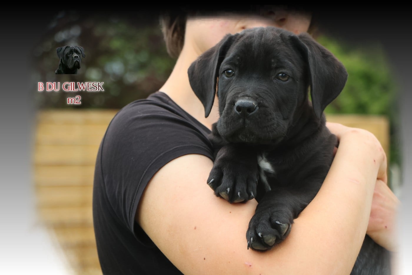 Cane Corso - du Gilwesk