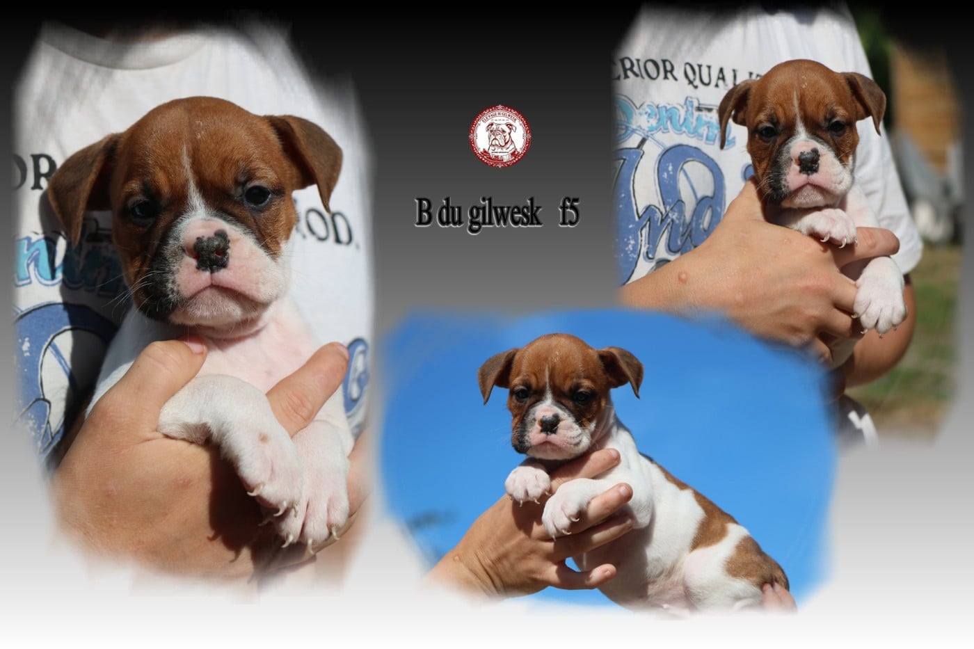 b du gilwesk 5