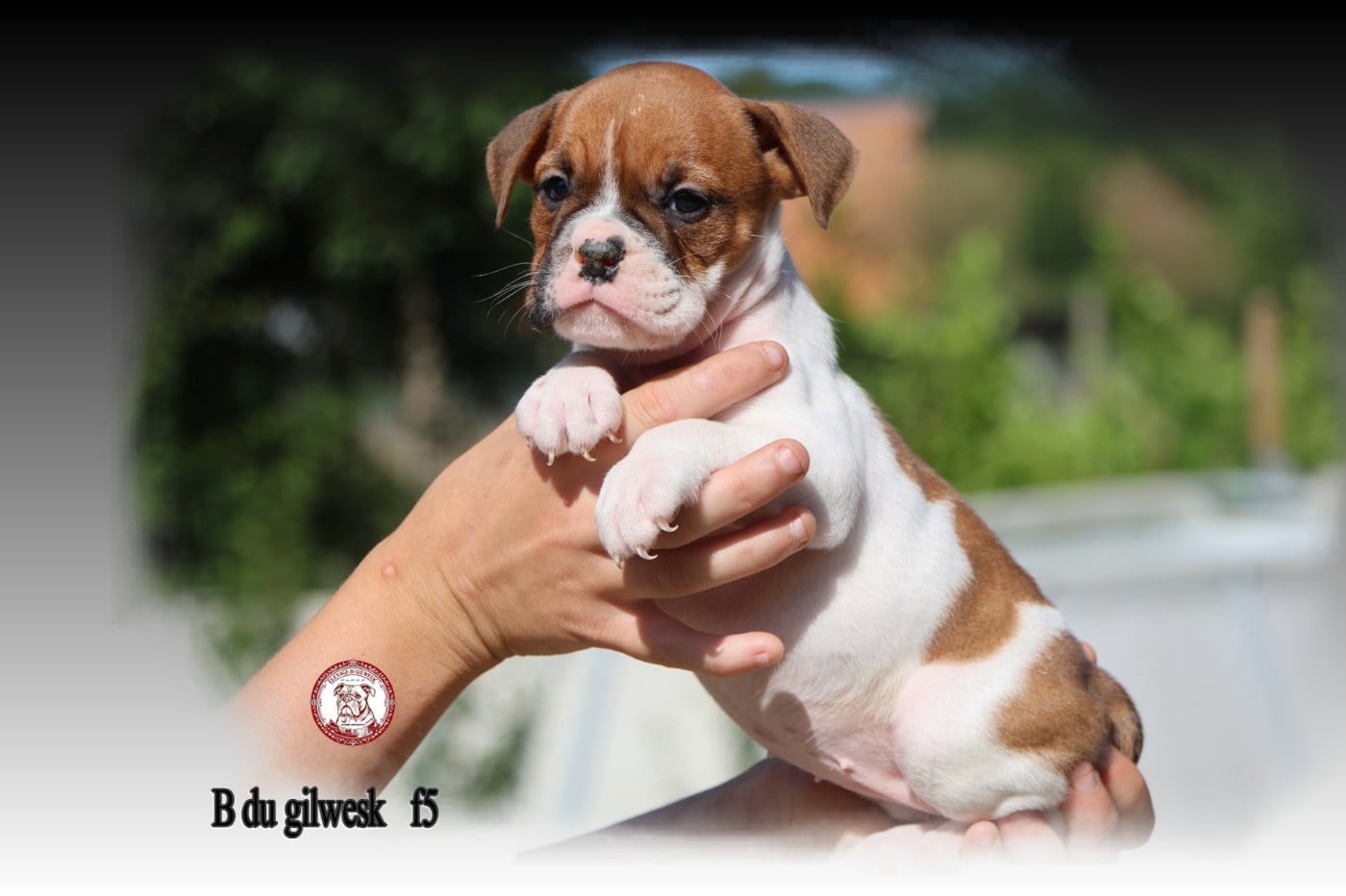 Bulldog continental - du Gilwesk