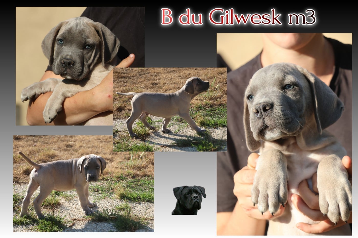 Cane Corso - du Gilwesk