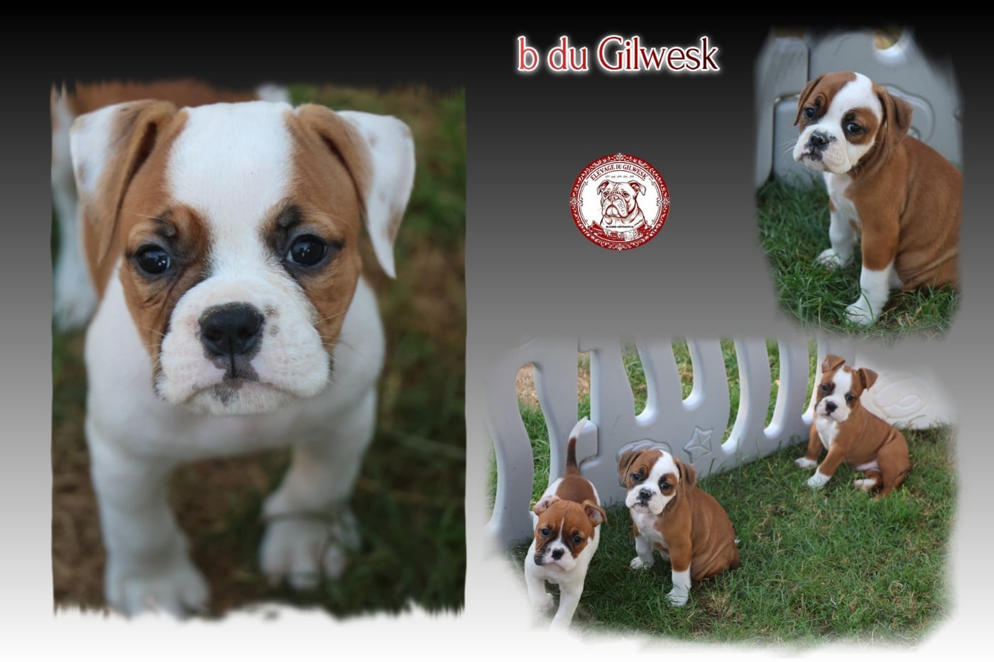 Bulldog continental - du Gilwesk