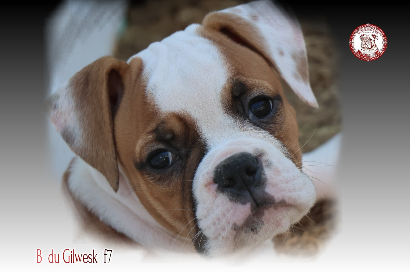 b du gilwesk f7