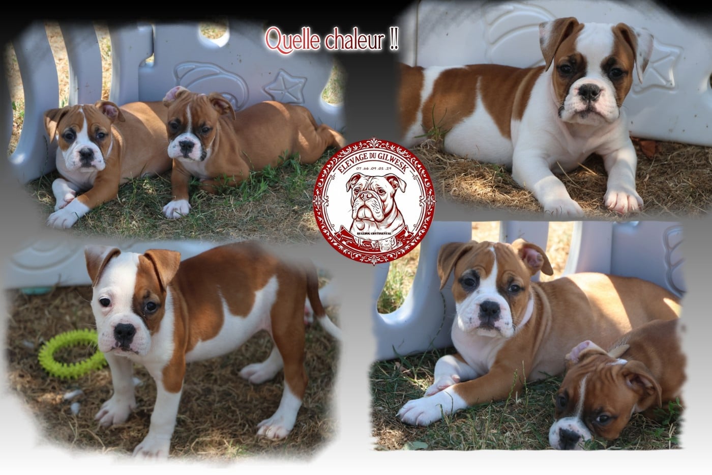 Bulldog continental - du Gilwesk