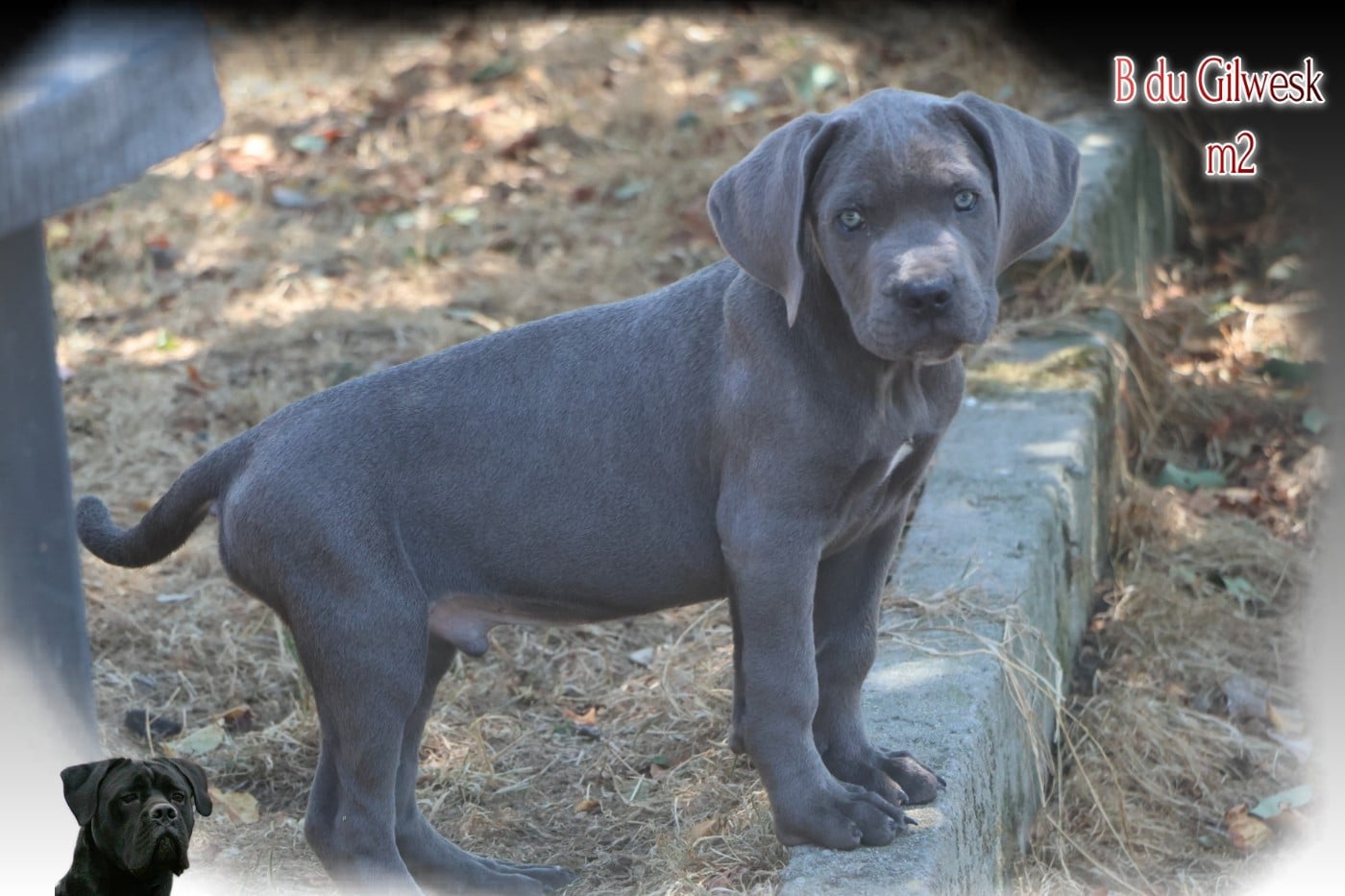 Cane Corso - du Gilwesk