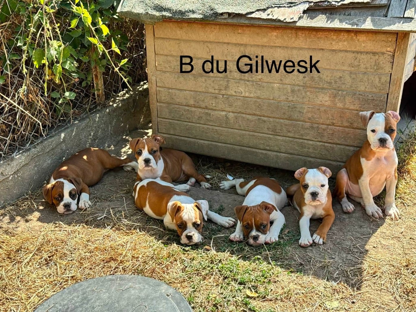 Bulldog continental - du Gilwesk