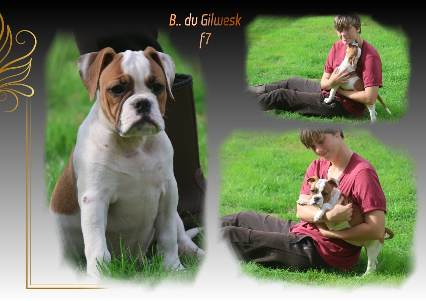 Bulldog continental - du Gilwesk