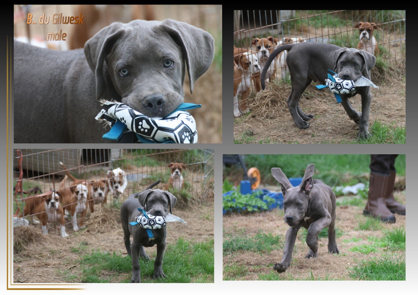 Cane Corso - du Gilwesk