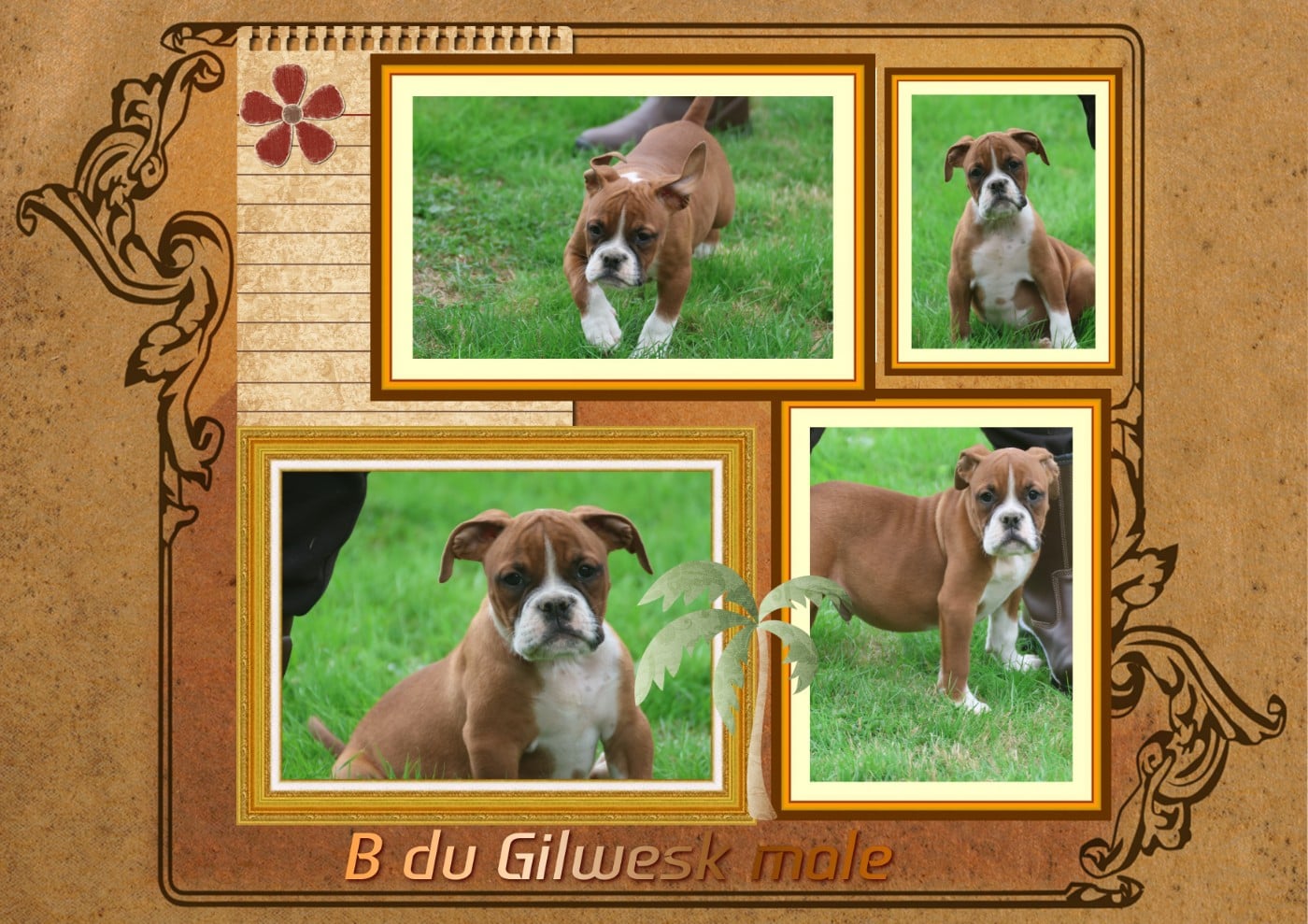 Bulldog continental - du Gilwesk