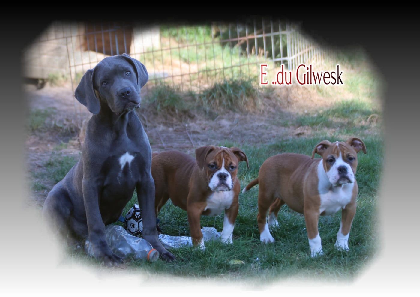 Bulldog continental - du Gilwesk