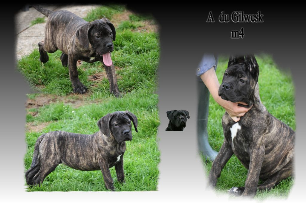 Cane Corso - du Gilwesk