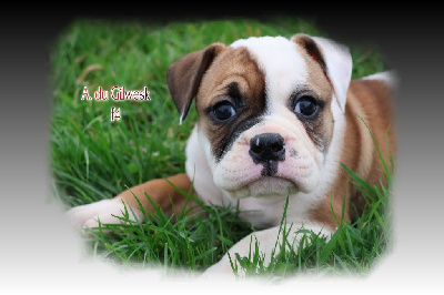 Les chiots de Bulldog continental