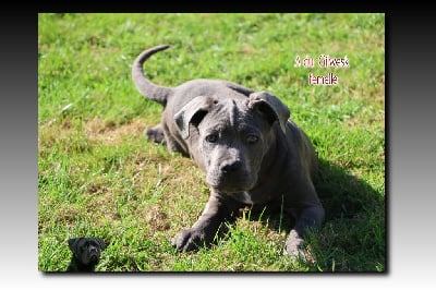 Les chiots de Cane Corso