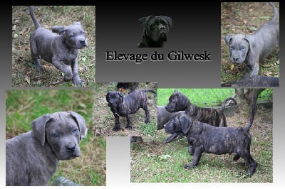Les chiots de Cane Corso