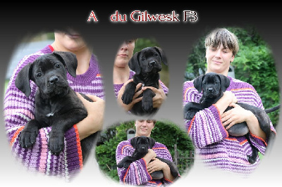 Les chiots de Cane Corso