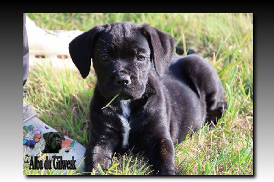Les chiots de Cane Corso