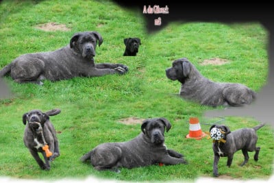 Les chiots de Cane Corso