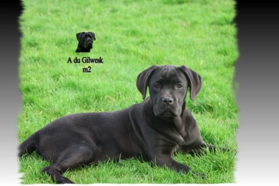 Les chiots de Cane Corso