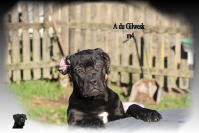 Les chiots de Cane Corso