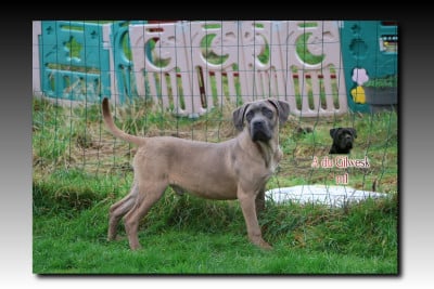 Les chiots de Cane Corso