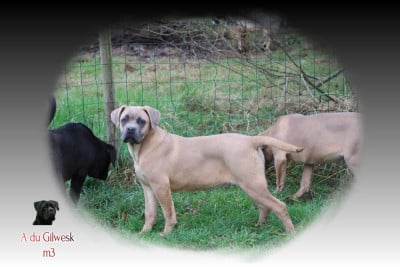 Les chiots de Cane Corso