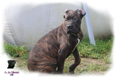 Les chiots de Cane Corso