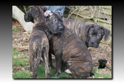 Les chiots de Cane Corso