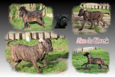 Les chiots de Cane Corso