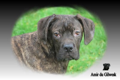 Les chiots de Cane Corso