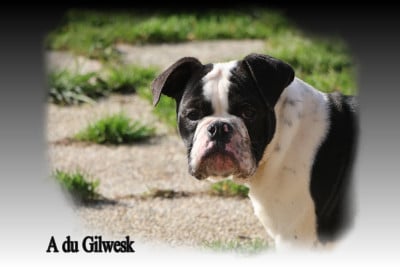 Les chiots de Bulldog continental