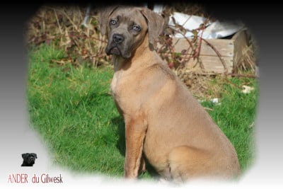 Les chiots de Cane Corso