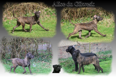 Les chiots de Cane Corso