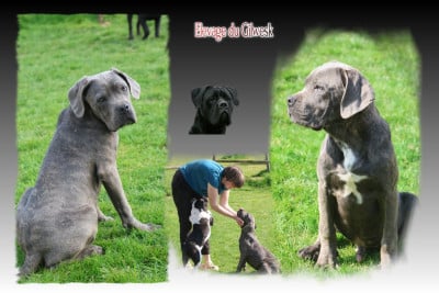 Les chiots de Cane Corso