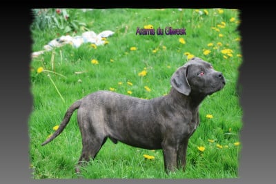 Les chiots de Cane Corso