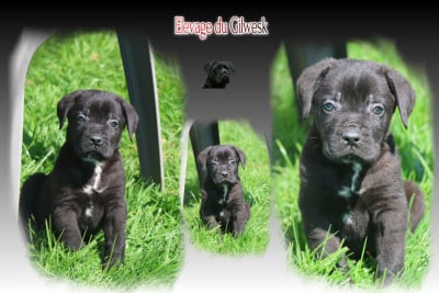 b du gilwesk 3 - Cane Corso